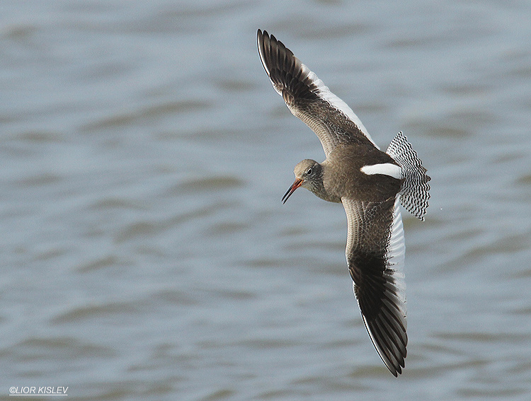     Common Redshank  Tringa totanus    Maagan Michael  27-02-12 Lior Kislev     